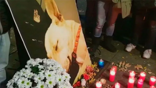 Unas 3500 personas se movilizan en Barcelona para exigir justicia por asesinato de la perrita Sota [VIDEO]