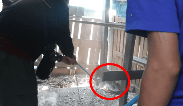 YouTube viral: misterioso animal ingresa a gallinero y deja "congelado" a granjero que notó cómo lucía [VIDEO]