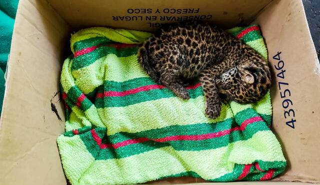 Piden ayuda para bebé jaguar rescatada. Foto: Marce Yalta.