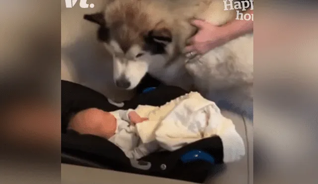 Unas mascotas conocieron al bebé de sus dueños y le dieron una cálida bienvenida. Foto: Facebook