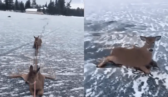 Arriesga su vida para rescatar a ciervos atrapados en medio de lago congelado