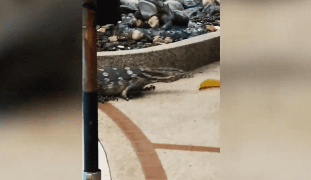 A través de YouTube se ha vuelto viral el momento en que un enorme lagarto invade un hotel.