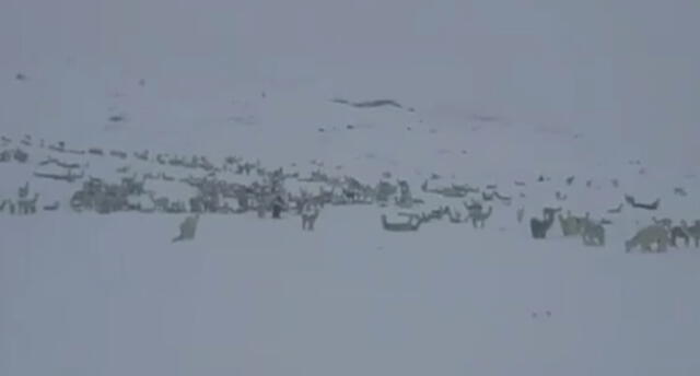 Pobladores de zonas altas de Puno soportan fuertes nevadas.