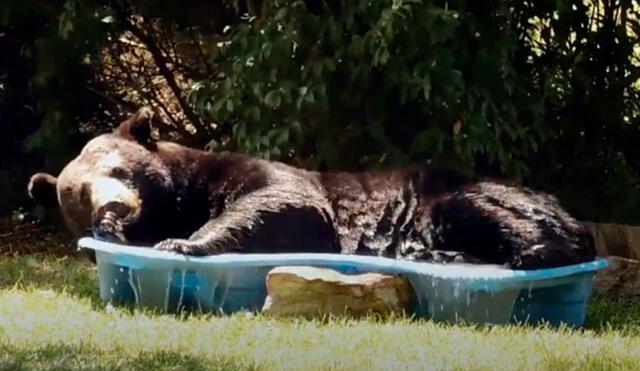 El animal buscó su mejor posición para dormir. Foto: Captura/Facebook/Regina Keller