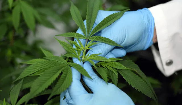 Esta semana se verá Reglamento sobre uso medicinal de cannabis 