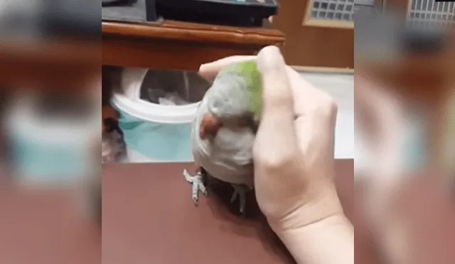 Video es viral en Instagram. El lorito se ganó el corazón de miles en las redes sociales, debido a que quería que su dueño le acaricie la cabecita eternamente. Foto: Captura.