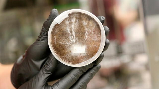 Los micelios podrán repararse por su propia cuenta. Foto: NASA