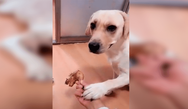 En Facebook, un cachorro quería una presa de pollo y su dueño se lo impedía, pero su madre salió en su defensa.