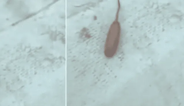 YouTube viral: revelan la verdad detrás de insólita criatura con cola de rata y forma de gusano [VIDEO]