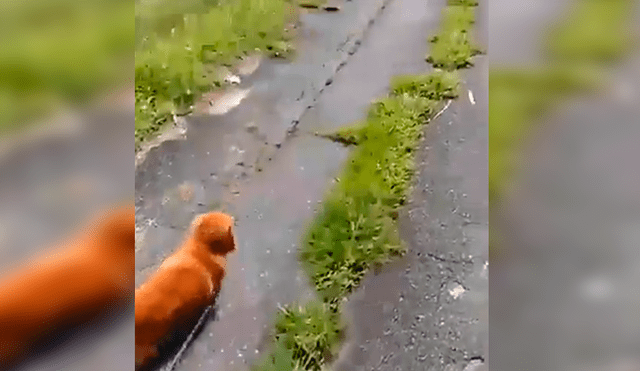 En Facebook, un chico paseaba con su perro y fingió desmayarse para ver la reacción de su mascota.