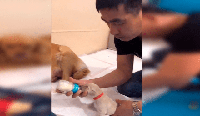 Facebook viral: perra agradece con tierno abrazo a su dueño tras cuidar a sus crías con esmero [VIDEO]