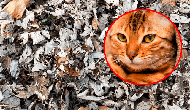 Intenta encontrar al gato oculto entre la enorme pila de hojas secas.