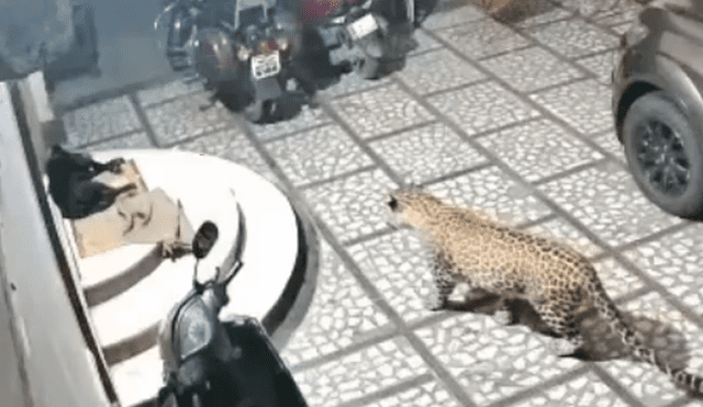 Desliza hacia la izquierda para ver el momento en que el jaguar ataca al indefenso perro que dormía placenteramente. El video es viral en Facebook.