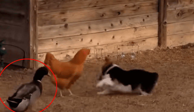 Pato ‘rabioso’ logra detener pelea entre un perro y una gallina [VIDEO]