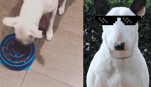 Facebook: Perro se frustra mientras es entrenado y realiza lo inesperado para conseguir su comida [VIDEO]