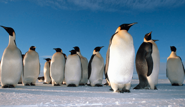 Twitter: hallan pingüinos prehistóricos de tamaño humano [FOTO]