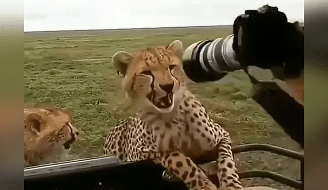 Desliza hacia la izquierda para ver el temible encuentro de un fotógrafo con los guepardos, escena que es viral en Facebook.