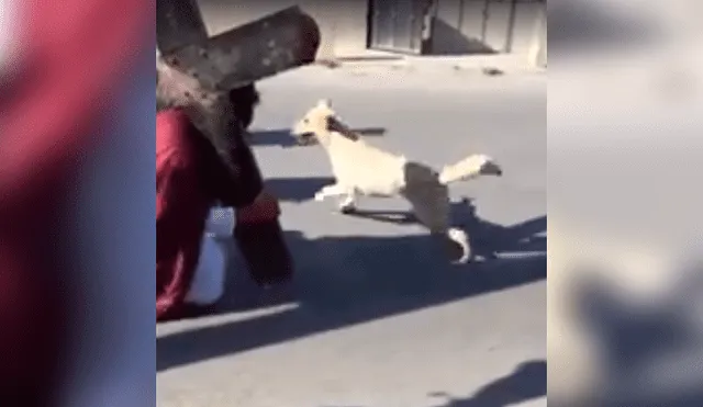 Facebook viral: perro 'creyente' ataca a 'soldados romanos' que azotaban a 'Jesús' [VIDEO]