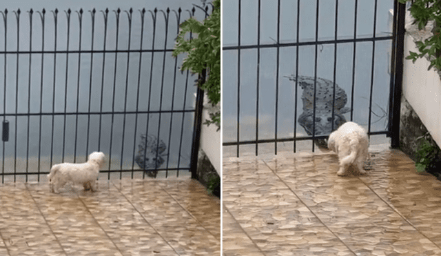 En redes sociales se hizo viral el momento en que un temerario perro se acerca a un cocodrilo. Foto: TikTok