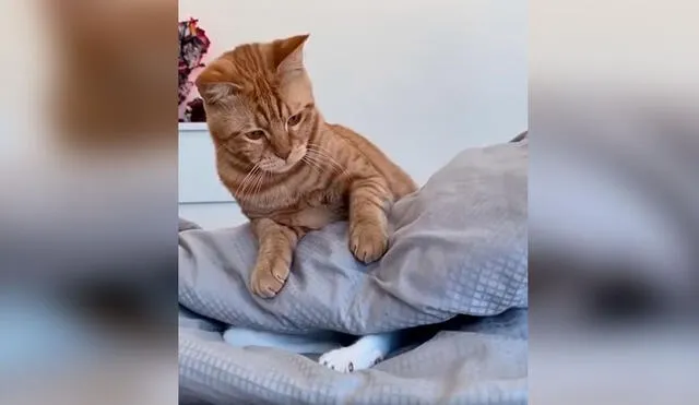 Desliza las imágenes para apreciar la divertida acción de un gato a encontrar a su ‘amigo’ que se escondió en la cama de su dueña. Foto: captura de TikTok