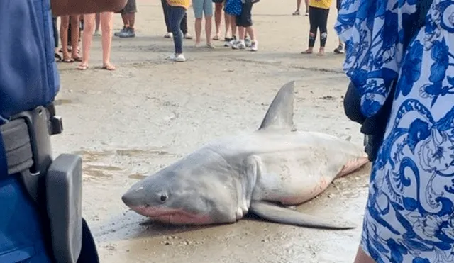 Grupo de hombres capturan a tiburón y lo agreden hasta matarlo
