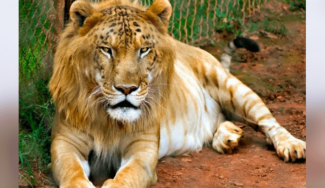 YouTube viral: leopardo y leona tuvieron cría que se volvió el felino más intimidante del mundo