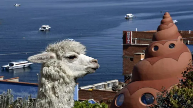 Picture of a llama taken in Copacabana, a Bolivian tourist town affected by the COVID-19 novel coronavirus pandemic, on Lake Titicaca near the border with Peru, 155 km west of La Paz, on June 18, 2020. - A Bolivian startup is offering a virtual llama petting zoo via videotelephony. (Photo by Aizar RALDES / AFP)