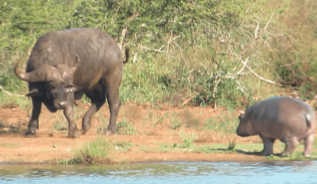 YouTube viral: bebé hipopótamo se enfrentó contra cocodrilo y enormes búfalos [VIDEO]
