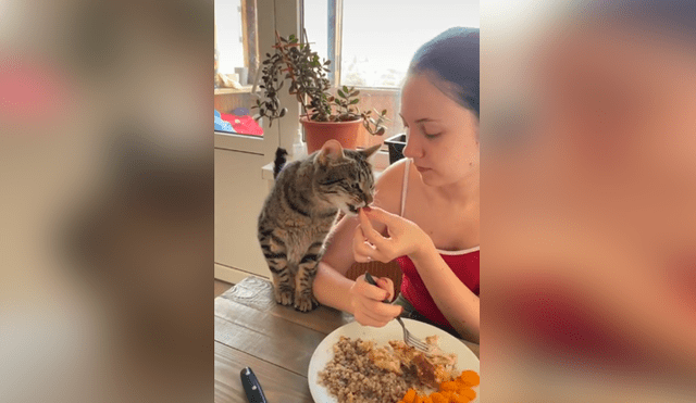Desliza las imágenes hacia la izquierda para apreciar la acción de un gato para que su dueña le invite comida. Foto: Captura.