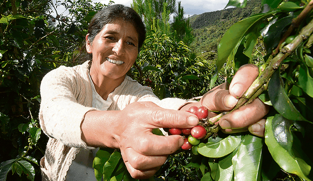 Desde Puno, las manos del mejor café del mundo