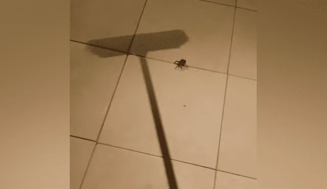 YouTube viral: encuentra araña con miles de sus crías, la mata y ocurre esto [VIDEO]