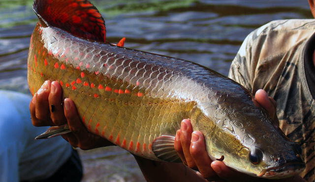 Ucayali: Producirán 400 TN de peces amazónicos para combatir la desnutrición