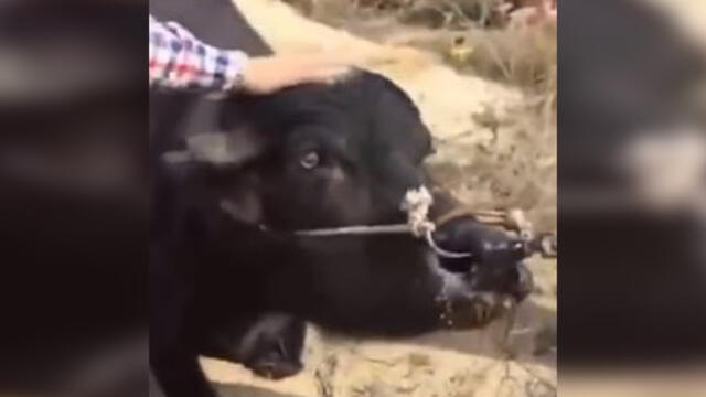 Desliza para enterarte de la historia de esta vaca preñada que se rehusaba a ir al matadero. Foto: Captura.