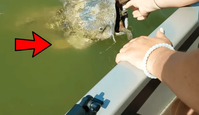 YouTube viral: gigantesco 'pez gato' aparece y encuentran increíble criatura en su interior [VIDEO]