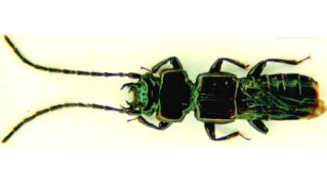 Descubren nueva especie de escarabajo en el Perú