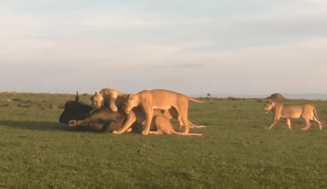YouTube viral: estas son las sobrecogedoras imágenes de cuando leones devoran a enorme búfalo [VIDEO]