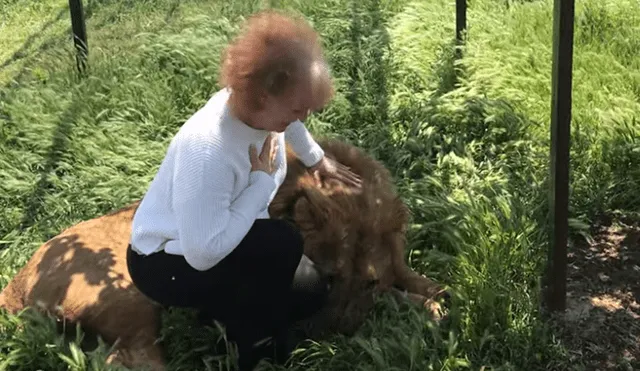 YouTube viral: Anciana detiene el carro de safari para tomarse selfie con leones y sucede lo impensado [VIDEO]
