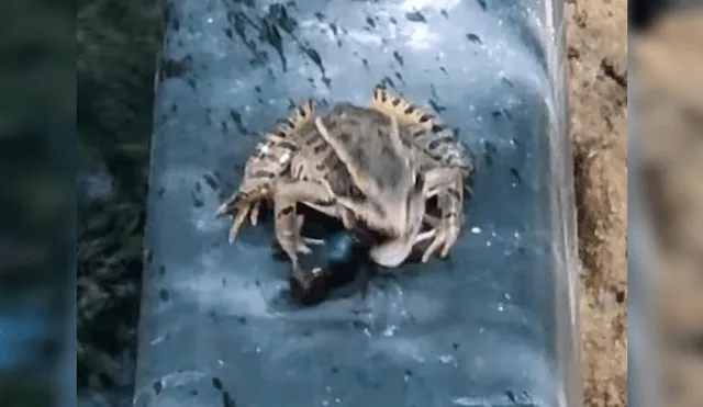 Escarabajo es engullido por feroz rana, sin imaginar que sobreviviría por su sabor repugnante [VIDEO] 