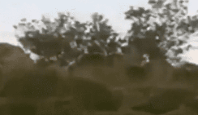 YouTube: graban a extraña criatura caminando en la selva [VIDEO]  
