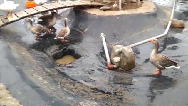 Barranco: reportan 20 gansos en estado de abandono dentro de estanque [VIDEO]