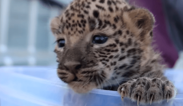 Vía YouTube: esta es la increíble reacción de mamá leopardo al hallar vivo a su bebé  [VIDEO]