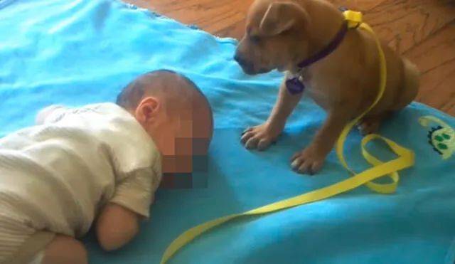 Desliza las imágenes para apreciar el amoroso momento entre un bebé recién nacido y un cachorro. Foto: Captura de Facebook