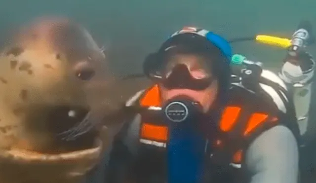 Facebook viral: Buzo entabla amistad con foca al visitar océano y conmueven al mundo 