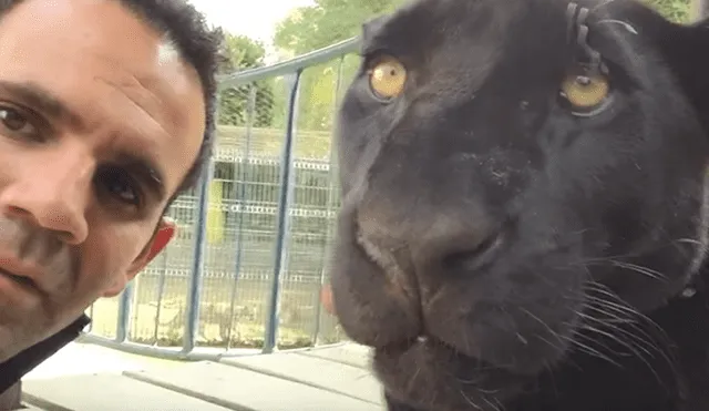 YouTube viral: joven ingresa a peligrosa jaula de pantera para tomarse un ‘selfie’ y sucede lo inesperado [VIDEO]