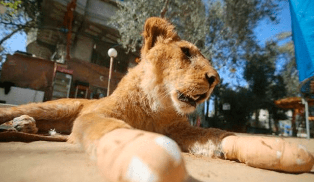 Mutilan garras a una leona para que visitantes puedan jugar con ella [VIDEO]