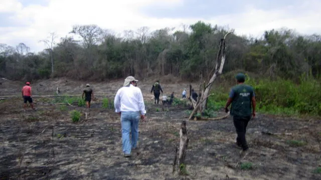 Voluntarios plantan más de 3 mil árboles nativos en Puno 