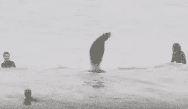 Desliza hacia la izquierda para ver las imágenes del viral de YouTube de la foca emergiendo del mar.