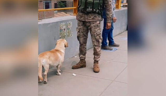 Desliza las imágenes para ver más detalles sobre esta conmovedora escena protagonizada por un perro callejero y un soldado peruano. Foto: captura de TikTok