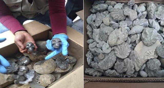 Cusco: 646 fósiles paleontológicos eran vendidos en feria del distrito de Machupicchu