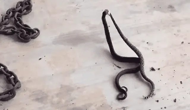 Parece que venenosas serpientes pelean, se acercan y descubren la horrible verdad [VIDEO]